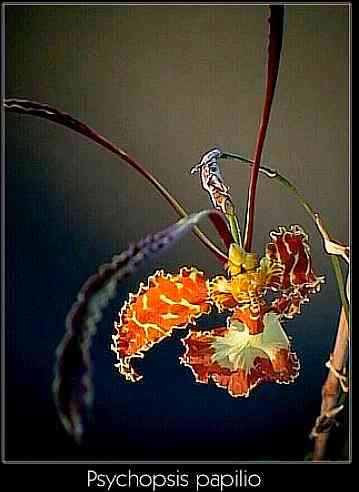 Psychopsis papilio